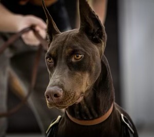sport doberman training in Indianapolis