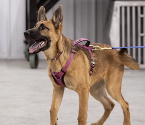 Puppy training for family protection dog work with Sage!