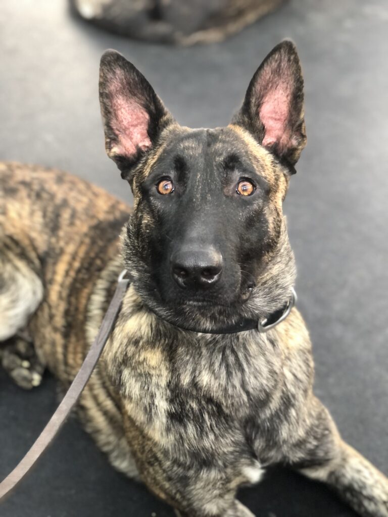 Dog sports in Indiana