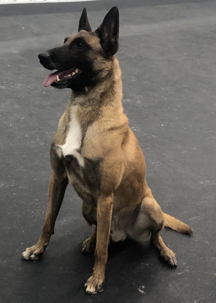 Malinois sport training in Indianapolis