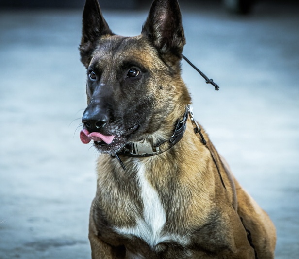 Cheap dog training in Indiana