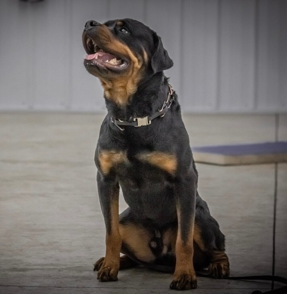 Free dog training courses and lessons in indianapolis